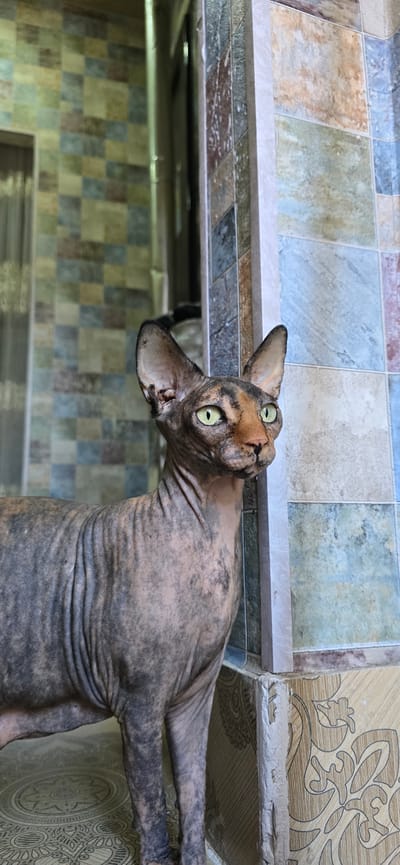 The image shows a Sphynx cat with light green eyes and brown and grey markings. The cat is positioned upside down, with its head tilted back and facing the camera. Its ears are large and pointed. The cat's body is wrinkled and its skin is visible, with darker markings that resemble a tabby pattern. It appears to be lying on a surface with a checkered tile pattern in shades of blue, green, brown, and cream. Behind the cat, the background also features a tiled wall with a similar color scheme and a decorative patterned wallpaper on the right side. The lighting suggests it is daytime, and the setting appears to be indoors, possibly in a home or a commercial space. The cat's expression is alert and curious. There is no visible text in the image.