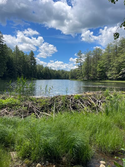 In Greig, New York, a tranquil lake is bordered by a dense forest of evergreen trees. In the foreground, a beaver dam made of sticks and branches spans the width of the image. Tall green grasses and reeds grow on the banks of the lake, with a few rocks visible in the shallow water. The sky is a vibrant blue, dotted with fluffy white clouds, suggesting a pleasant day. The scene is peaceful and natural, capturing a moment of serene wilderness.