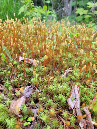 The image depicts a close-up, ground-level view of a dense patch of moss in Saint-Alban, Canada. The moss is characterized by numerous thin, upright stalks, each topped with a small, brownish-green capsule, resembling tiny, budding plants. These stalks rise from a carpet of vibrant green, star-shaped moss. Scattered among the moss are dried, fallen leaves in shades of brown and grey. The background is softly blurred, showing hints of green foliage and tree trunks, suggesting a natural, wooded environment within Saint-Alban. There are no people or animals present in the scene. The lighting suggests it is daytime.