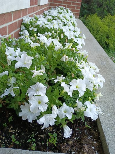 This is a medium shot, eye-level, horizontal, outdoor photograph of a long planter box filled with white petunias. The planter box is made of concrete and is elevated from the ground. To the left of the planter box, there is a red brick wall with a concrete step running alongside it. Behind the planter box, there are lush green bushes and trees. The sky is not visible.

The petunias are dense and abundant, with many white flowers in various stages of bloom, some looking fresh and others wilting. The leaves are a vibrant green. The concrete planter is textured and appears to be a weathered gray. The brick wall is laid in a stretcher bond pattern.

The lighting suggests it is daytime, possibly morning or late afternoon, as the light is soft and diffused, casting gentle shadows. There are no people or animals visible in the frame. The overall scene conveys a sense of natural beauty and suburban or garden landscaping. The location is identified as Richmond, United States of America. There is no visible text in the image.
