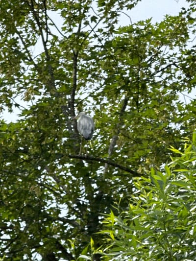 In the city of Lufingen, Switzerland, a grey heron stands perched on a tree branch amidst a dense canopy of green leaves. The heron, facing to the right, is captured in a moment of stillness. The image is dominated by the natural elements of the tree and the bird, with the sky visible through the gaps in the foliage. The scene is one of natural tranquility, with no human presence evident.