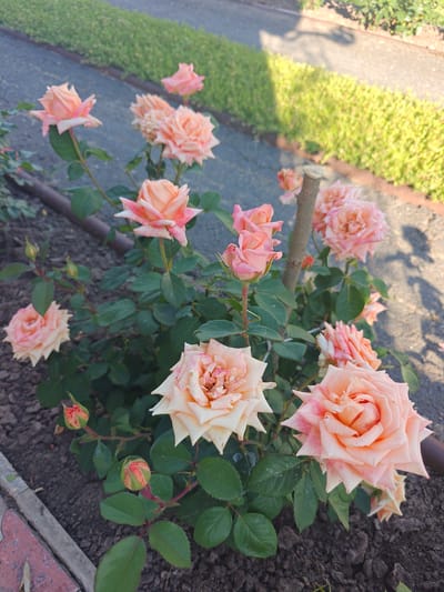 In Kotelva, Ukraine, a close-up, eye-level shot captures a cluster of pale peach and pink roses in full bloom. The roses are set against a backdrop of dark, loamy soil, with lush green leaves forming a dense canopy. In the upper portion of the frame, a blurred green hedge lines a paved pathway. A light brown, wooden stake, presumably supporting the rose bush, stands to the right of the central blooms. The sunlight casts a distinct shadow of a person on the pathway, indicating an outdoor setting, possibly a garden or park.