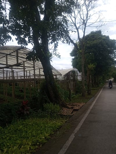 The scene depicts an outdoor environment in the city of Sarwahi Mal., India, under an overcast sky. On the left, multiple arch-shaped greenhouses or polytunnels, constructed with wooden or bamboo frameworks covered by translucent white plastic sheeting, house rows of cultivated green plants. A large, leafy tree stands prominently in the immediate left foreground, partially obscuring the nearest greenhouse structure. A line of additional trees, some with dense green canopies and others with sparser foliage, extends along the left side of the scene. Near the base of the foreground tree, brown, flat, rectangular objects, possibly dried soil blocks or tiles, are stacked on the ground. A grey asphalt road with a faded white line marking its left edge occupies the right side of the image, extending into the background. In the mid-distance on the road, a single individual, wearing dark clothing and a helmet, operates a dark-colored motorcycle, traveling away from the viewer as the road gently ascends.