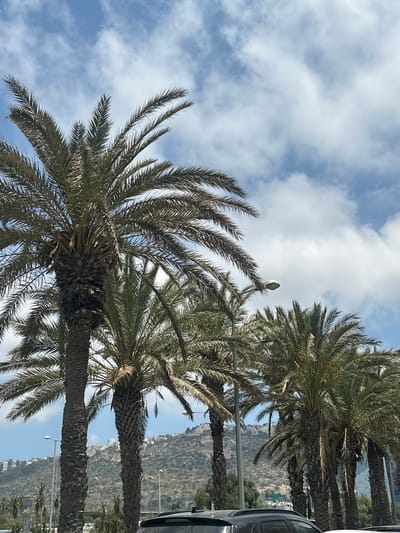 The image shows a row of tall palm trees against a blue sky with scattered white clouds. In the background, a hillside is visible with buildings scattered across it, characteristic of a city. Streetlights are also present among the trees and on the hillside. A dark-colored car is partially visible in the foreground. The overall scene suggests an outdoor urban environment in a warm climate, likely in Haifa, Israel, given the characteristic landscaping and topography.