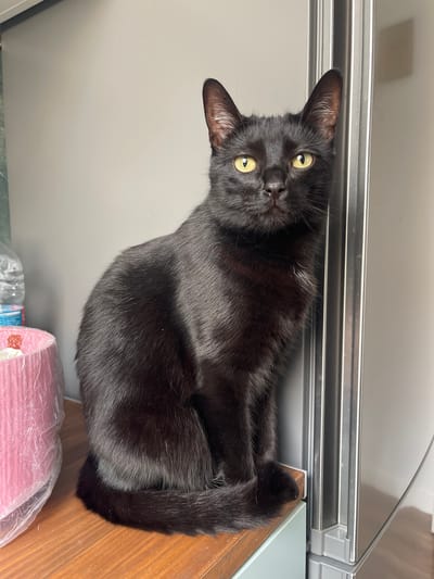 A sleek black cat with luminous yellow-green eyes is sitting upright on a polished wooden surface, looking directly at the camera with its head tilted slightly. Its fur, predominantly black, features a few scattered white hairs, particularly visible on its back and near its muzzle. The cat is positioned in front of a modern silver-toned appliance, possibly a refrigerator or a drawer unit, which displays horizontal metallic lines. A plain light grey wall serves as the background. To the right of the cat, on the same wooden surface, a pink rolled item encased in plastic, resembling toilet paper or paper towels, is visible next to a clear plastic bottle. The indoor setting is well-lit, highlighting the cat's glossy fur and creating a vibrant appearance. The scene captures a tranquil moment in a home environment, likely a kitchen or utility area, in Paiporta, Spain. No discernible text is present on any of the visible objects.