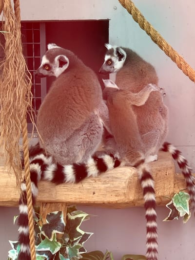 The image shows three ring-tailed lemurs in an enclosure, likely at a zoo or animal sanctuary. Two adult lemurs are seated side-by-side on a wooden beam, with one adult appearing to be holding a younger lemur or a smaller adult. Their distinctive black and white ringed tails are prominent, with some tails hanging down. To the left, a thick rope hangs down, and to the right, another rope runs diagonally. In the background, there is a wall with a dark opening, possibly a shelter or entrance. Green foliage is visible at the bottom of the image, below the wooden beam. There is no discernible information in the image to suggest a specific location in Малахавецкі сельскі Савет, Belarus.