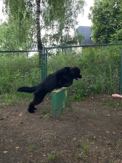 A large black dog is captured mid-air, leaping over a green wooden obstacle. The dog's body is elongated, with its front paws reaching forward and its hind legs extended backward. Its tongue is visible, hanging out to the right side of its mouth. The obstacle appears to be a low, rectangular structure, painted green, with yellow accents along the top edge. The dog is positioned in an outdoor setting, with a chain-link fence in the background. Beyond the fence, there is dense green foliage, including trees and bushes. A portion of a building with a dark, tiled roof is visible in the upper right background. The ground in the foreground is covered with dirt, scattered pine cones, and some patches of grass. A person's hand, held open, is visible to the right of the frame, possibly indicating the dog is being encouraged or trained. The overall scene suggests an agility training exercise or a playful moment with the dog. The image does not contain any explicit indicators to determine its specific location in the city of Korolyov, Russia.