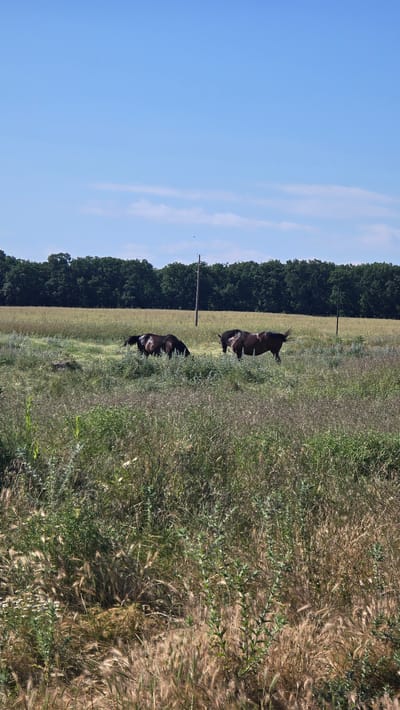 The image depicts a rural landscape in Shkorpilovtsi, Bulgaria, under a clear blue sky with scattered white clouds. In the mid-ground, two dark-colored horses graze in a field of tall, dry grass. The horses are positioned facing each other, with one bending its head to the ground to eat, and the other standing more upright. A few sparsely placed utility poles are visible in the background. The foreground is filled with a dense growth of various types of grass and wildflowers, creating a natural, untamed setting. The overall impression is of a peaceful, sunlit day in the Bulgarian countryside.