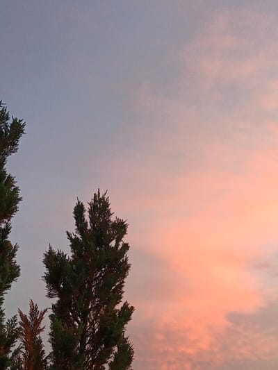 The image is a low-angle shot of the sky at dusk, featuring silhouetted evergreen trees against a backdrop of soft pink and blue clouds. The trees on the left are partially out of frame, while a larger, more prominent tree occupies the center-right of the image. The sky transitions from a pale blue at the top to a warm, peachy pink hue lower down, indicating sunset. No people or specific urban features are visible, suggesting a natural or semi-natural setting within or on the outskirts of a populated area. The scene is peaceful and evokes a sense of calm.