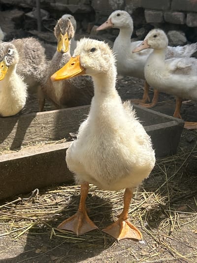 The image shows a group of ducks, primarily white and brown, standing in an outdoor enclosure. The ground is covered with dry straw and dirt. In the foreground, a white duck stands facing left, with its beak slightly open. Its webbed feet are visible on the straw. Behind this duck, several other ducks are visible. One white duck is in the mid-ground, facing right. Further back, a brown and white duck is partially visible. The background consists of a stone wall. The lighting suggests it is daytime with strong sunlight, casting shadows on the ground. The scene appears to be a farm or rural setting, possibly in Vyshevychi, Ukraine, given the mention of the location.