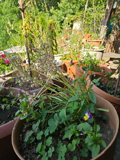 The image depicts an outdoor garden scene primarily featuring potted plants under bright daylight. In the foreground, a round terracotta pot contains small green plants with trifoliate leaves (clover-like), several flowering Viola plants displaying small purple, yellow, and white blossoms, and some green, blade-like foliage. Behind this, a larger terracotta pot holds a prominent, tall, dried plant stalk characterized by numerous light-colored, circular, papery seed pods, consistent with a spent Lunaria plant. A thin wooden support stake is positioned centrally within this pot.
In the midground, additional terracotta pots of various sizes are arranged, containing green leafy plants and more small purple and yellow flowers. The background consists of dense, out-of-focus green foliage and trees, indicative of a lush outdoor environment. Faint outlines of wooden structures are visible on the far right. The scene is illuminated by strong sunlight, creating distinct highlights and shadows. No human figures are present in the image. As per the provided information, the depicted location is the city of Tire, Turkey.