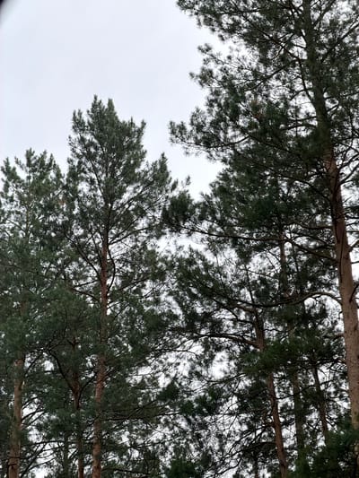 This image shows a view looking up through the branches and needles of several pine trees. The branches are dark and extend across the frame, with dense green needles filling the spaces between them. The sky is overcast and bright white, suggesting a cloudy day. The perspective is from below, looking upwards, with the tree trunks and main branches appearing horizontally across the frame. The scene is natural and appears to be a forest or wooded area, possibly in a cold climate given the muted colors and overcast sky. No people or specific objects are visible, only the natural elements of the pine trees and the sky. The time of day is indeterminate due to the overcast conditions, but the light level suggests daytime. The location cues from Ust-Sema, Russia, point to a northern latitude environment where pine forests are common.