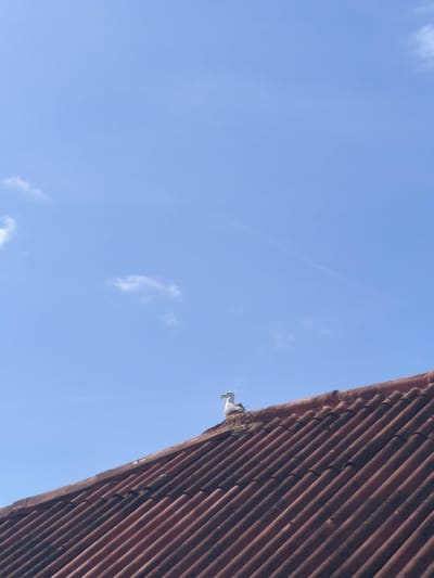 A medium shot of a seagull sitting on a red tiled roof in Moaña, Spain. The sky is mostly clear blue, and the roof is angled upwards to the right.