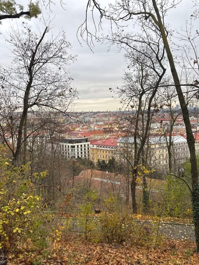 An elevated panoramic view of the Capital City of Prague, Czechia, is presented from a wooded hillside during late autumn or early winter under an overcast sky. The foreground consists of sloping terrain densely covered with brown and orange fallen leaves, interspersed with sparse green and yellow foliage. Several bare-branched deciduous trees with dark trunks frame the scene on the left and right. A dark, paved path is partially visible on the lower right. The midground reveals a dense urban landscape composed of numerous multi-story buildings. Many structures feature red or orange tiled roofs and facades in white, cream, yellow, and grey. A prominent modern white building with visible balconies and dark window frames is located centrally within the urban cluster. The cityscape extends into the distant background, appearing hazy under a uniform, grey, overcast sky. No individuals or active subjects are present.