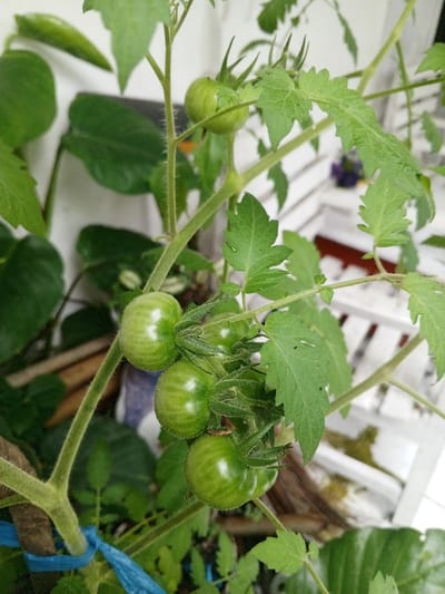 The image depicts a close-up view of a tomato plant bearing several unripe green tomatoes, located in Khe Sanh Commune, Vietnam. Five prominent green tomatoes, spherical to slightly ovoid with faint lighter green stripes and a fuzzy surface, are visible, attached to a hairy green stem with serrated leaves. A thicker stem or support structure in the lower left is secured with a bright blue plastic tie. In the blurred background, additional green foliage is present, along with portions of a white slatted structure, possibly a trellis or shelf. No individuals are present. The scene indicates active cultivation in an outdoor or semi-outdoor setting.