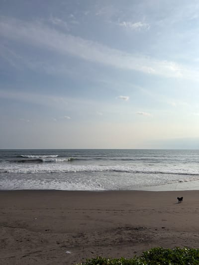 The image displays a coastal scene located in Belalang, Indonesia. The environment consists of a light blue sky with scattered white, wispy clouds, appearing brighter towards the right. The ocean, a dark grey-blue, extends to the horizon, featuring multiple lines of white-capped waves breaking onto the shore. The immediate foreground and midground are composed of dark, damp sand, indicative of a beach. Numerous human footprints and various small, light-colored pieces of debris are visible on the sand. Along the bottom edge of the frame, a strip of dense, green, leafy vegetation is present. A single, dark-colored dog is standing in silhouette on the wet sand in the lower right quadrant of the image, positioned upright and facing slightly left. No people are present.
