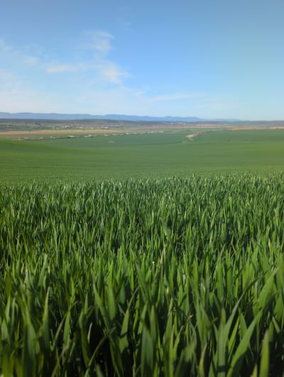 This image presents a broad, horizontal panorama of a vibrant green agricultural landscape under a clear blue sky, set in Srednia, Bulgaria.
In the foreground, the frame is filled with dense, lush green crop leaves, likely young wheat or barley. These leaves are sharply in focus, showing their individual blades and healthy coloration, giving a sense of being close to the ground within the field.
Beyond the immediate foreground, the field extends outwards as a vast expanse of uniform green cultivation, stretching far into the midground. The consistent texture and color suggest a large, well-maintained crop area.
The horizon line is distinct, separating the expansive fields from the sky. Along the distant horizon, a long band of land features undulating hills or low mountains, appearing somewhat hazy in the distance. Small patches of cultivated land with varying shades of brown and green, and what appear to be scattered buildings or a small village, are visible along this distant land mass.
The upper portion of the image is dominated by a wide, bright blue sky with a few wispy white clouds, particularly noticeable on the left side. The clear sky and even illumination indicate fair weather and a daytime setting, likely morning or afternoon.
There are no people or discernible activities taking place, nor is any text visible in the image. The overall impression is one of a serene and extensive rural agricultural landscape.