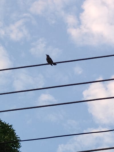 A small, dark bird is perched on one of four parallel overhead wires. The wires stretch horizontally across the frame, against a pale blue sky filled with scattered white clouds. To the lower left of the frame, a portion of green foliage is visible, suggesting the presence of trees or other plants. The scene appears to be outdoors, with the wires likely part of an electrical or telecommunications infrastructure. The overall lighting suggests daylight, possibly late afternoon or early morning given the softness of the light. The setting is likely an urban or suburban environment.