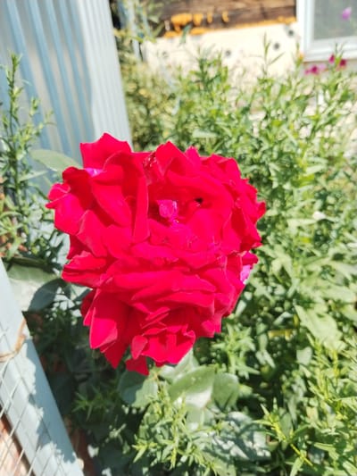 The image shows a close-up of a vibrant red rose in full bloom. The rose is the primary subject, with its petals unfurling and displaying a rich, velvety texture. The background is a blur of green foliage, suggesting a garden setting. To the left of the rose, a portion of a light-colored, corrugated metal fence is visible, casting a shadow. Further in the background, out of focus, are elements of a building with a wooden structure and a window, suggesting a residential area. The scene is bathed in sunlight, highlighting the colors and textures. The location is identified as Зипуново, Russia. There are no people or animals visible in the image.