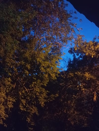 The image depicts a view looking upwards through the branches of trees against a twilight sky. The sky is a deep blue, transitioning to darker hues at the edges, suggesting it is dusk or early night. The trees are dense with foliage, with some leaves illuminated by an unseen light source, casting a warm, yellowish glow on them. In the upper right corner, a dark, angled shape is visible, possibly a building or a rooftop. The scene appears to be an outdoor urban environment. The specific location in Petropavl, Kazakhstan, cannot be determined from the visual information alone, as there are no distinguishing landmarks or contextual clues.