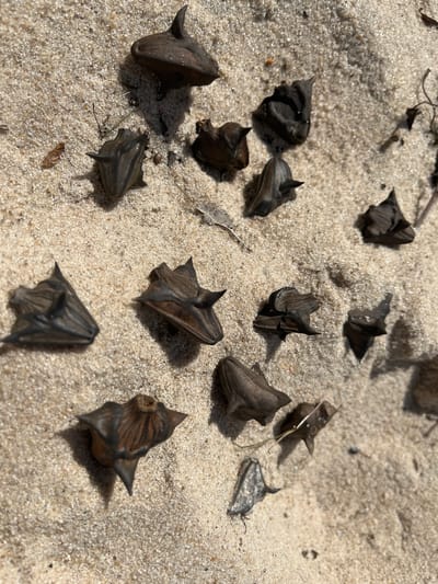 The image shows a collection of water caltrop seeds scattered on a sandy surface. The seeds are dark brown to black, with a distinctive shape featuring several sharp points. They appear to be dried and are lying on a light-colored sandy ground, which suggests an outdoor environment. There are also a few small dry plant fragments interspersed with the seeds. The lighting indicates it is daytime, with shadows cast by the seeds. The location is described as being in Lyutizh, Ukraine. No people or actions are depicted in the image.