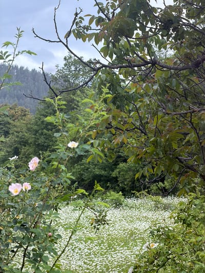 This media file depicts an outdoor scene in Biisi, Georgia, likely during the daytime given the ambient light. The focus is on lush greenery and blooming flowers, suggesting a temperate season, possibly spring or summer.

The foreground features the branches and leaves of trees, with some of the branches bare and others adorned with foliage. Among these branches, several delicate pink and white roses are visible, some fully bloomed with visible stamens and petals, while others are still in bud form. The roses are interspersed with green leaves.

Further into the scene, there's a dense carpet of small white flowers, covering a large portion of the ground, creating a vibrant contrast with the surrounding foliage. This field of small blooms extends into the middle ground.

The background is characterized by a dense forest or a collection of trees, with varying shades of green. Above the trees, the sky is overcast and a muted grey, indicating cloudy weather, possibly after or during light rain, as some leaves appear wet. The overall mood conveyed is tranquil and natural, emphasizing the beauty of the flora. There is no visible text in the image.