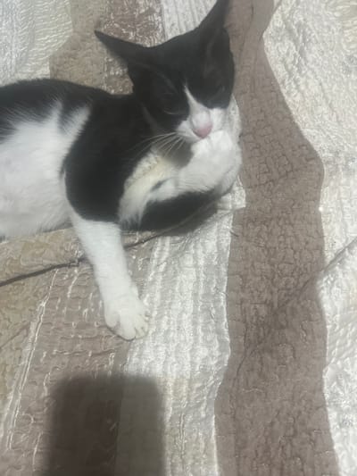 A black and white cat is lying on a textured surface, likely a bed or sofa, with its paws near its face. The cat appears to be grooming itself. The background is soft and textured, with stripes of different colors, suggesting a domestic environment. There is no indication of the cat's location in the city of Or Akiva, Israel, as the image does not contain any identifiable landmarks or contextual clues.