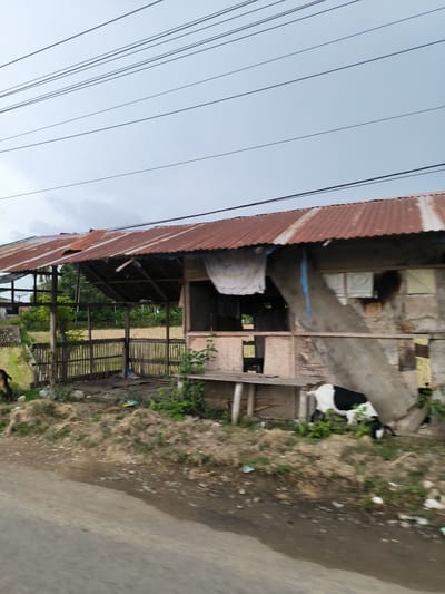 The image depicts a rural or semi-rural scene in Grong-Grong, Indonesia, under an overcast sky. In the foreground, a gray paved road extends across the bottom, bordered by a strip of dry grass and scattered debris.

The central subject is a rustic, open-sided structure with a severely rusted, corrugated metal roof. Its framework appears to be made of wood, and part of its side is enclosed with a slatted wooden or bamboo fence. Behind this structure, a field of dry, yellowish crops, possibly rice or corn, stretches into the mid-ground. To the right, an adjacent, more enclosed dwelling, also featuring a rusty corrugated roof, is visible. A white cloth hangs to dry from the front of this structure, and another piece of fabric, along with a blue strap, is draped nearby.

Animal life is present, with a black and white goat grazing on the grass near the right side of the enclosed dwelling. On the far left, a dark-colored dog is partially visible. In the distance, beyond the crop field, a line of lush green trees can be seen. Overhead, numerous power or telephone lines traverse the muted gray sky. The overall scene suggests a quiet, everyday moment in a village or farming community. There is no visible text in the image.