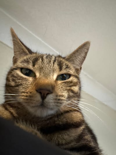 A tabby cat is positioned at the top of the frame, looking down. The cat has brown and black stripes, green eyes, and white whiskers. The background appears to be a wall, split into two sections by a line that could be a molding or edge. The top section of the wall is darker, while the lower section is lighter. The image is taken at an angle. The location is not discernible as being in Desborough, United Kingdom, as there are no visible elements to confirm this.