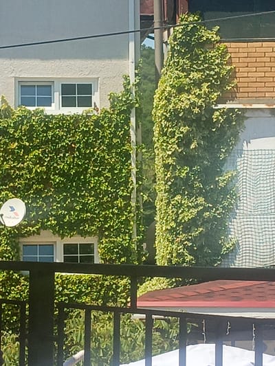 The image shows the exterior of two adjacent buildings in Novomikhaylovsky, Russia. The building on the left is covered in dense green ivy, with two white-framed windows visible. The building on the right is constructed of orange brick and is also partially covered in ivy. A satellite dish is mounted on the ivy-covered wall of the left building. In the foreground, a black metal railing and a section of a red-tiled roof are visible. The scene appears to be a residential area.
