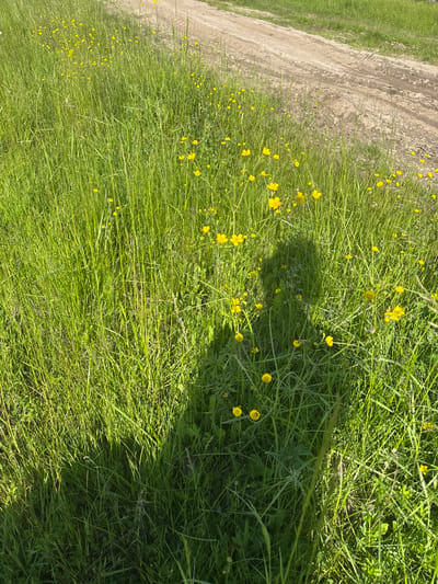 A high-angle, eye-level outdoor shot captures a sunlit field of tall green grass dotted with numerous small yellow wildflowers. A dirt road with tire tracks cuts diagonally across the upper right quadrant of the image. A large, indistinct shadow of a person, presumably the photographer, is cast across the grass in the lower center and right portions of the frame, obscuring some of the flowers and vegetation. The overall scene suggests a rural or undeveloped area within the city of Kurgan, Russia, possibly a field or roadside verge.
