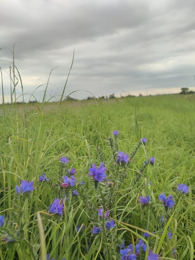 The image shows a close-up of vibrant blue wildflowers in a field of tall green grass under a cloudy sky. The foreground is dominated by the wildflowers and blades of grass, some of which are bent or curved. The background consists of a vast expanse of green grass that recedes into the distance, with a faint line of trees on the horizon. The sky is overcast with heavy, gray clouds, suggesting impending rain or a generally dull day. The scene appears to be a natural, undeveloped area, likely a meadow or field, in or near Филимоновская, Russia. There are no people or discernible structures visible in the image.