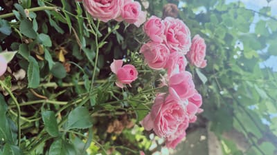 The image shows a cluster of pink roses with green leaves and stems. The roses are in various stages of bloom, with some fully open and others still in bud. The background is a blur of green foliage and a bright sky, suggesting an outdoor setting. The image appears to be a close-up shot, focusing on the delicate beauty of the roses. There are no people or animals visible in the image. The photograph was taken in Troițcoe, Moldova, likely in a garden or natural area where roses are cultivated or grow wild. The lighting suggests it is daytime, possibly late afternoon given the soft glow.