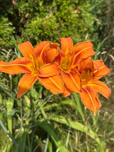 A close-up, eye-level, outdoor shot features a cluster of three bright orange daylily flowers in full bloom. The flowers are positioned in the foreground, with their six petals fanning out symmetrically. Each petal displays a gradient of color, starting with a vibrant orange at the tips and transitioning to a yellow-orange at the center, with a deep reddish-orange stripe running down its length. The stamens, tipped with dark anthers, are prominently visible within the blooms. The background consists of blurred green foliage, suggesting a garden or natural setting. The lighting appears to be natural sunlight, casting subtle shadows on the petals. This image was captured in Wisła, Poland.