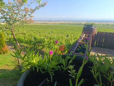 This is a close-up, eye-level outdoor photograph taken on a clear, sunny day. In the foreground, a dark green pot contains several plants with succulent, fleshy green leaves. Two small, bright pink flowers are visible, with one in full bloom and another budded. The background reveals a sprawling vineyard, with rows of green vines stretching towards the horizon under a pale blue sky. In the mid-ground, a large wooden wine barrel stands to the right, with a wooden fence behind it. Further in the distance, a flat, open landscape is visible, with hints of buildings and mountains on the far horizon. The overall scene suggests a rural setting, likely a winery or vineyard estate. There are no people or animals visible in the frame. The specific location is identified as the city of Vinitsa, Bulgaria.