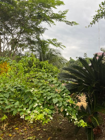 This image depicts an outdoor scene with abundant foliage under a cloudy sky. In the foreground, a lush green bush with small white flowers is prominent, with fallen leaves scattered on the ground beneath it. To the right, a large, dark green cycad plant with stiff, pointed fronds partially obscures the view. Behind these plants, various trees and palm fronds are visible, with some appearing more distant and silhouetted against the sky. In the upper right portion of the image, a tall, thin white tower with some attachments can be seen, along with a section of a building with a reddish roof. The overall impression is one of a tropical or subtropical environment, possibly in a residential or natural area. This scene is located in Blanggunci, Indonesia.
