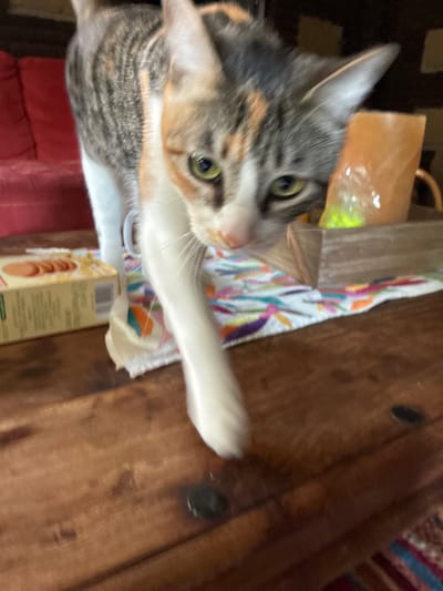 A cat with gray, brown, and white fur is positioned above a wooden table. The cat's right paw extends toward the table. Near the cat is a box with an image of cookies. To the cat's left is a patterned cloth, a plastic container, and a brown paper bag. In the background, there is a red cushion and a rug with a variety of colors. There is no evidence to determine if the photograph was taken in Cañada de Madero, Mexico.