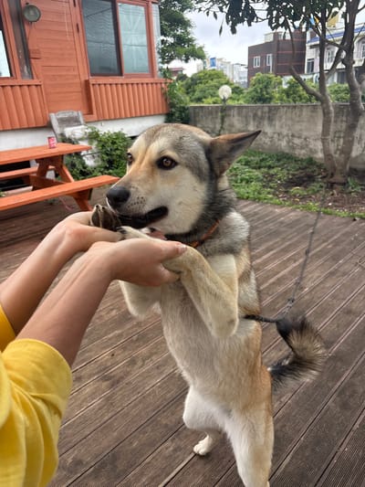 A light-colored dog with gray and brown markings stands on its hind legs on a wooden deck, reaching its front paws up towards a person's hands, which are also visible in the frame. The dog is wearing a dark collar with a thin orange band. A black leash is attached to the dog's collar and extends out of frame to the right. The background shows a wooden house with orange siding and windows, a picnic table, green foliage, a concrete wall, and buildings in the distance. The scene appears to be an outdoor space, possibly a backyard, in Seogwipo-si, South Korea. The lighting suggests an overcast day.