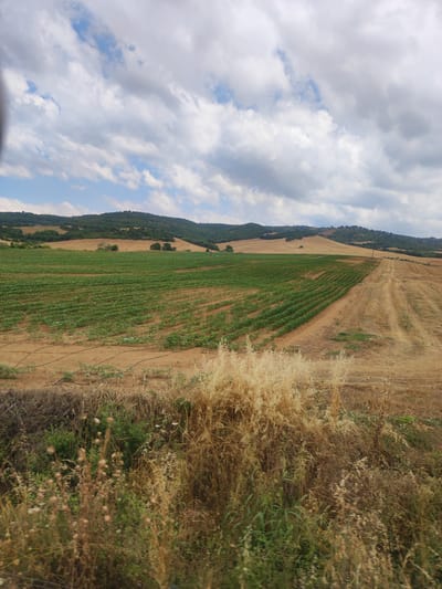 An outdoor, eye-level, full shot captures a vast agricultural landscape under a partly cloudy sky. The foreground is dominated by dry, golden grasses and vegetation, partially obscuring a narrow dirt path with dark irrigation hoses. Beyond this, a vibrant green field stretches horizontally, neatly arranged in rows, suggesting a cultivated crop. The rows are lined with irrigation tubes. To the right of the green field, another field appears to be harvested, with rows of stubble and dry earth. In the background, rolling hills covered in dark green trees and patches of dry grass rise against the horizon. The sky above is a mix of blue and white clouds, with some appearing heavy and dark. The scene depicts a rural area likely involved in agriculture, with different stages of cultivation and harvest visible.