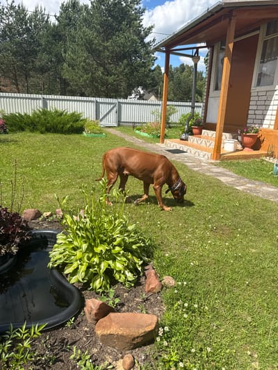 The image depicts a rural backyard scene in Bolshoe Kozino, Russia, on a sunny day with a partly cloudy sky. A medium-sized, reddish-brown dog is grazing on the green grass in the center of the frame. To the left, a small pond with dark water is visible, bordered by plants. In the foreground and midground, there is a well-maintained lawn with scattered white clover flowers and several large rocks. Behind the dog, a light-colored metal fence with a gate separates the property from a line of tall pine trees. To the right of the fence, a small building with white brick walls, a brown door, and a wooden porch with a corrugated metal roof is present. Flower pots with pink flowers are placed on the porch. The ground is covered with grass and dirt.