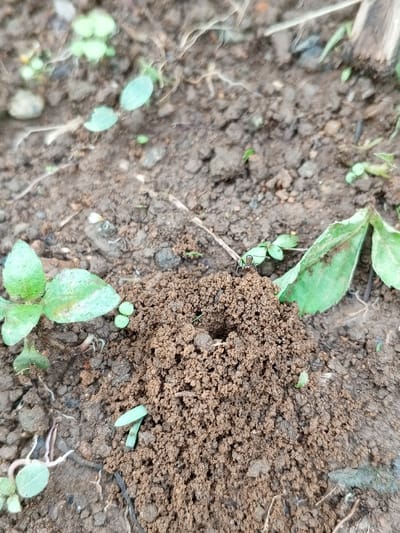 A close-up image captures a small, conical ant hill formed from dark brown, lumpy soil, with a distinct central opening. Located on the ground in Silvino Lobos, Philippines, the immediate environment consists of moist soil intermingled with scattered small green plant sprouts and larger green leaves. A single dark-bodied ant, exhibiting lighter markings on its abdomen, is positioned on the ant hill near the upper right edge of the central opening. The scene is illuminated by natural light, showing uniform detail across the soil and vegetation.