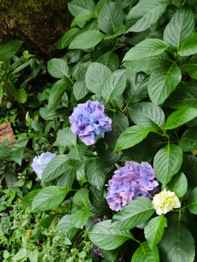 In Kalinovoye Ozero, Russia, a close-up, top-down view captures a cluster of hydrangeas with lush green foliage. The flowers display a gradient of colors, ranging from pale lavender to a deeper violet, with one small cluster of pale yellow blooms. The background is a dense, naturalistic arrangement of leaves and a dark, textured tree trunk covered in moss on the left side. The scene appears to be set in a garden or natural wooded area, with a focus on the delicate beauty of the hydrangeas amidst their vibrant green surroundings.