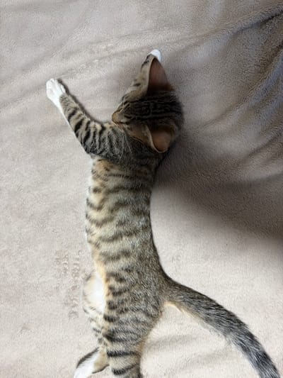 A tabby kitten lies on a tan, plush blanket, stretching its body. The kitten is positioned diagonally across the frame, facing towards the top right corner. Its body is elongated, with its front left paw extended upwards and its hind legs tucked slightly. The kitten's fur exhibits the characteristic stripes of a tabby pattern, with shades of brown, black, and cream. Its paws are white. The blanket appears soft and textured, with subtle folds and shadows indicating a light source from the right. The image is a close-up, capturing the kitten and its immediate surroundings. There is no indication of the city of Sacramento, United States of America in the image.