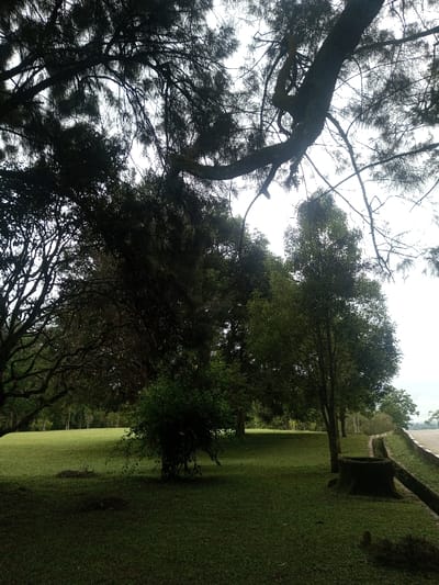 The image displays a serene outdoor landscape, likely a park or garden, characterized by lush greenery and towering trees in Cimacan, Indonesia. The foreground and midground consist of a well-maintained, expansive green lawn.
Dominating the upper and left portions of the frame are large, mature trees with dense foliage and thick, gnarled branches. These trees, some appearing to be conifers with needle-like leaves and others with broader leaves, create a dark, almost silhouetted canopy against the bright, overcast sky. Their dense cover casts significant areas of the lawn into deep shadow, creating a strong contrast with the brighter open spaces. A few smaller, bushy shrubs are interspersed on the grassy areas.
Along the right side of the image, a man-made structure resembling a concrete or stone drainage ditch or low retaining wall runs parallel to the edge of the lawn. Beyond this, a wider, lighter-colored surface suggests a road or path. Near the ditch, a dark, low, possibly moss-covered structure, perhaps an old tree stump or a small planter, is visible on the grass.
The sky is bright and overcast, providing diffused light that highlights the contrast between the heavily shaded foreground and the illuminated distant trees. The absence of direct sunlight and harsh shadows suggests either an overcast day, early morning, or late afternoon. No people or specific activities are depicted, contributing to a peaceful and undisturbed atmosphere. There is no visible text in the image.