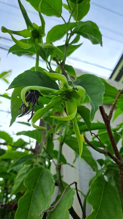 A close-up, low-angle shot captures a green flowering plant with large leaves and distinctive, elongated petals that curl outward. In the foreground, a cluster of dark, wilted petals hangs from a stem, contrasting with the vibrant green of the fresh blooms and foliage. The background is out of focus, showing a bright sky and hints of architectural elements, possibly a building or greenhouse. The image was taken in Kruengjuli Timu, Indonesia, as a natural element within an urban or semi-urban environment.