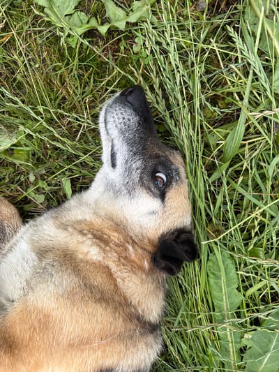 A German Shepherd dog lies on its back in a grassy area, looking upwards with its right eye visible. The dog has tan, grey, and black fur. The surrounding environment consists of green grass and leaves. The location is identified as Liubyntsi, Ukraine.