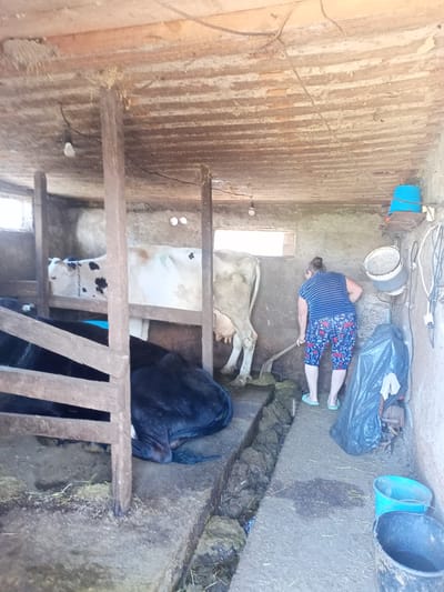 In the city of Shabo, Ukraine, a woman is seen using a shovel to clear debris inside a barn. The woman is wearing a striped t-shirt and patterned shorts. Two cows are present in the barn; one is white with black spots, and the other is black. The barn appears to be made of concrete and wood, with a wooden ceiling. There are several objects within the barn, including buckets, a black trash bag, and a light bulb hanging from the ceiling. The floor is a mix of concrete and dirt, with some hay scattered around. The environment is rustic and functional, suggesting a working farm or agricultural setting.