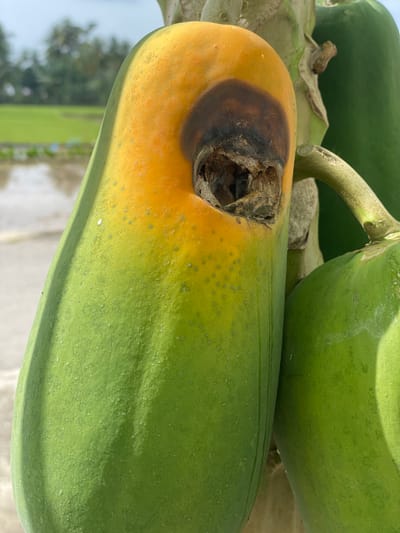 A close-up, vertical photograph depicts a ripening papaya fruit afflicted by a significant necrotic lesion, situated on a papaya tree in Kumbang, Indonesia. The elongated fruit exhibits a color transition from green at its base to yellow and orange towards its apex. A prominent, dark brown to black lesion with a deep, irregular cavity is visible on the upper-right portion of the fruit, indicating decay or damage. A smaller, unripe green papaya fruit is partially visible to the right, adjacent to the main subject and attached to the same tree stem. The background, out of focus, reveals an agricultural landscape under a light blue sky. Flooded rice paddies with nascent green vegetation are discernible, reflecting the sky and distant, blurred tropical trees, likely palm trees. The scene is illuminated by bright daylight. No people are visible.