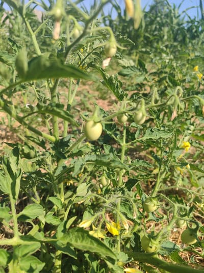 The image depicts a close-up view of a tomato plant with several small, green, unripe tomatoes and yellow flowers. The plant is growing outdoors in what appears to be a garden or field, with dry soil and vegetation visible in the background. The sunlight suggests it is daytime. The scene is located in Novosamarka, Ukraine.