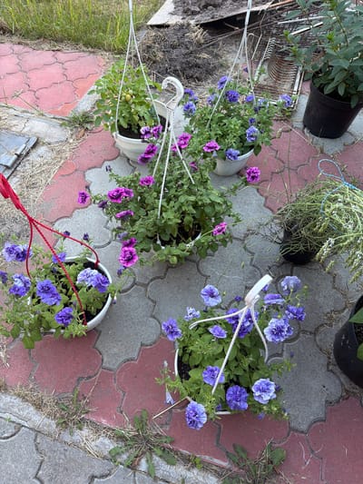 This is a top-down, slightly angled shot of several potted plants, primarily petunias, arranged on a patio made of red and grey interlocking pavers. The scene is set outdoors, likely in a garden or yard, with dry grass and some weeds growing between the pavers. In the background, a large black pot with green foliage is visible.

The petunias are the main subjects, with many blooming flowers in shades of purple and blue. Some are in hanging white pots, suspended by white ropes, and others are in white or black pots resting on the pavers. One hanging pot appears to contain a tomato plant with a small green fruit. Two red ropes are also visible, trailing across the frame and connecting to one of the pots.

The lighting suggests it is daytime, possibly overcast given the lack of harsh shadows. The overall impression is one of a curated outdoor space with a focus on flowers. There are no people visible in the image. No visible text is present. The location context is Obukhivka, Ukraine.